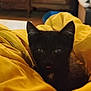 Ava a rejoint le concours — aidez-le/la à gagner de superbes lots ! animal, black_cat, closeup, comfort, cozy, cute, ears, eyes, feline, fur, indoor, kitten, pet, resting, sleepy, small, soft, tongue_out, warm, yellow_blanket