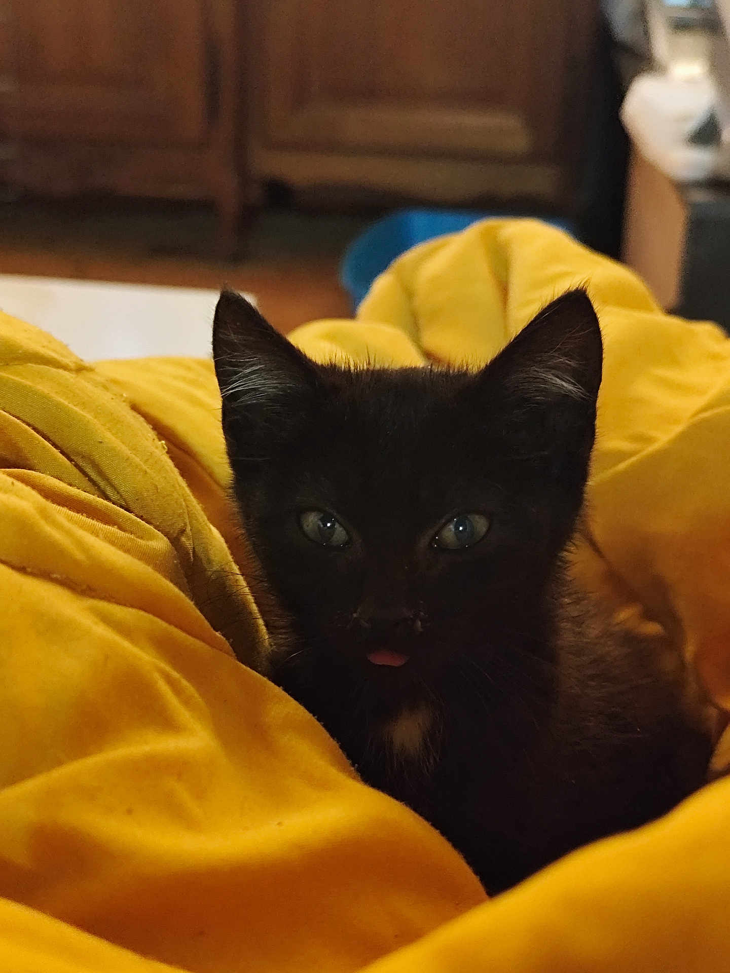 Ava