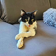 Donut a rejoint le concours — aidez-le/la à gagner de superbes lots ! cat, black_and_white, tongue_out, couch, pillow, indoor, pet, animal, feline, relaxed, crossed_paws, fur, whiskers, ears, eyes, home, cute, resting, soft, cozy