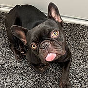 Mocha joined the competition — help win amazing prizes! dog, french_bulldog, black_dog, pet, animal, carpet, indoor, tongue_out, curious, cute, ears, face, paw, fur, looking_up, companion, domestic_animal, friendly, playful, portrait