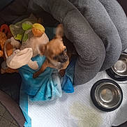 Safir a rejoint le concours — aidez-le/la à gagner de superbes lots ! auto_part, baby_products, car_seat, carnivore, comfort, companion_dog, dog, dog_breed, fashion_accessory, fawn, felidae, linens, mammal, plush, product, stuffed_toy, tail, textile, toy, vertebrate