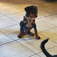 Bruno joined the competition — help win amazing prizes! animal, black_and_tan, companion, curious, cute, doberman, dog, domestic_animal, floor, harness, indoor, leisure, pet, playful, puppy, sitting, small_dog, tail, tile_floor, young