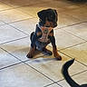 animal, black_and_tan, companion, curious, cute, doberman, dog, domestic_animal, floor, harness, indoor, leisure, pet, playful, puppy, sitting, small_dog, tail, tile_floor, young