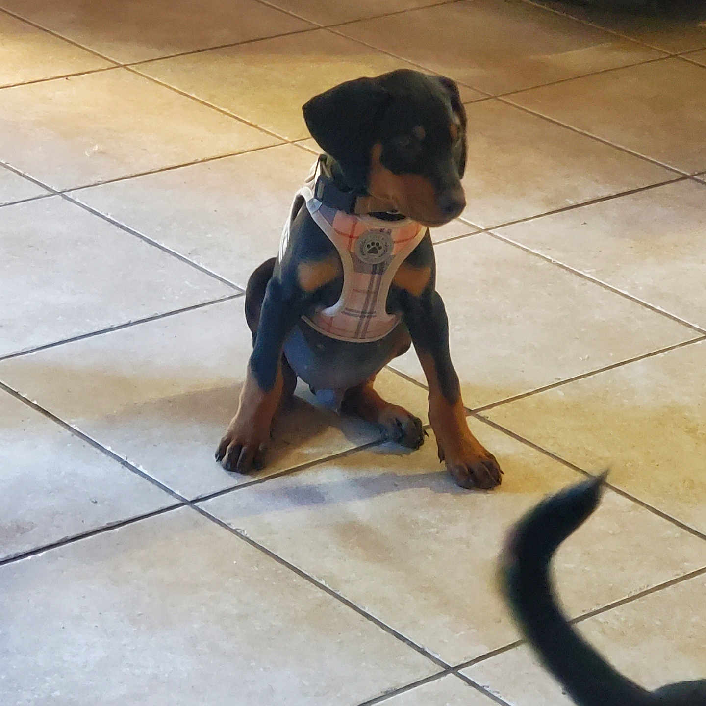 Bruno