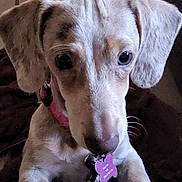 Daisy joined the competition — help win amazing prizes! puppy, dog, pet, close_up, collar, tag, ears, cute, animal, young, indoor, looking, face, fur, whiskers, brown, light_colored, adorable, curious, portrait
