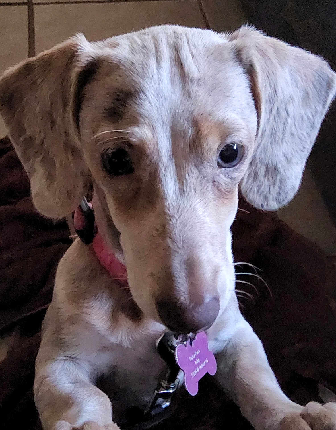 Daisy