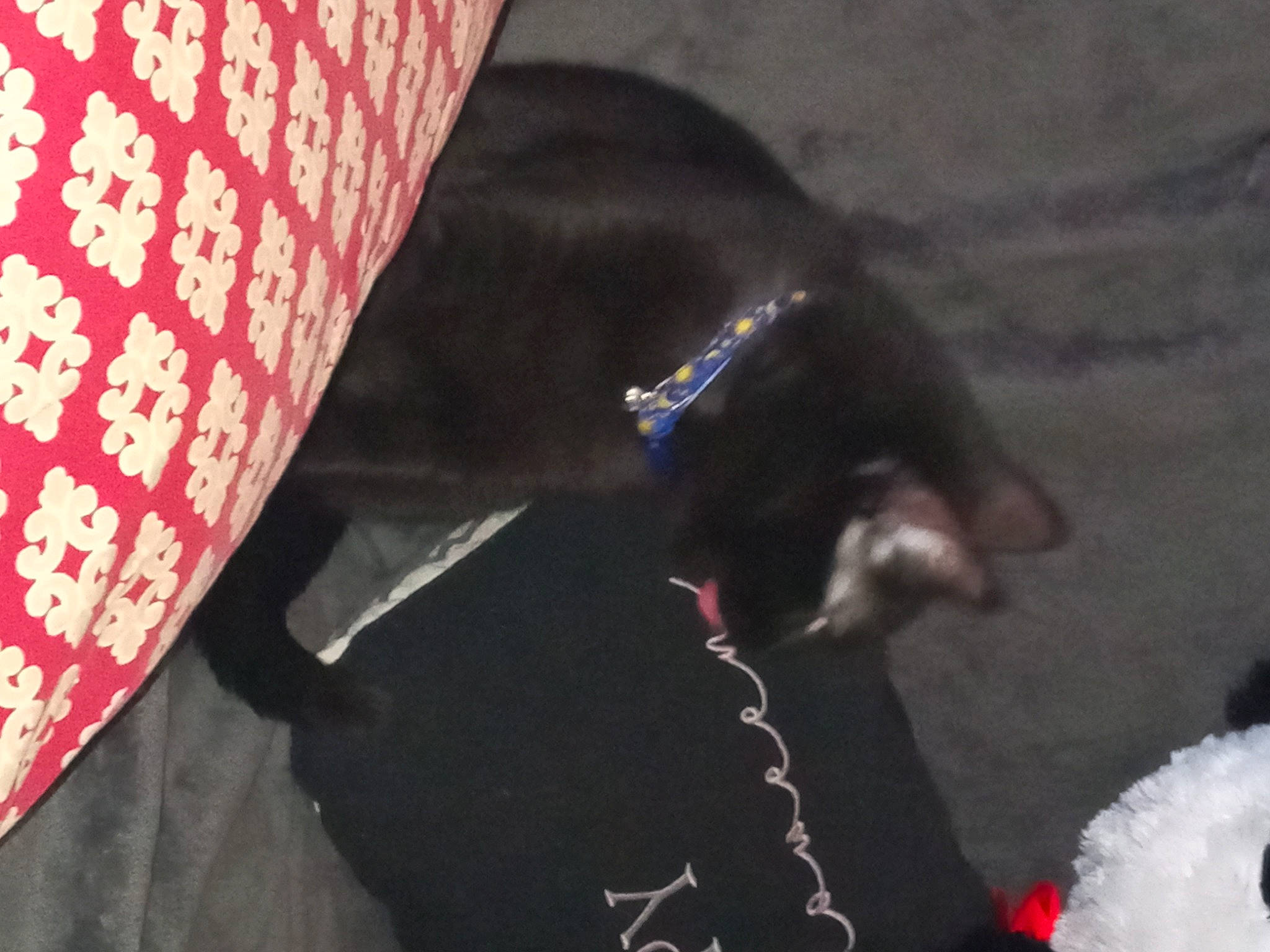 Sora is registered to the contest to win money with this photo: black_cat, carmine, carnivore, collar, comfort, companion_dog, dog, dog_breed, dog_collar, domestic_short_haired_cat, felidae, fur, pattern, pet_supply, small_to_medium_sized_cats, sporting_group, tail, tints_and_shades, whiskers, working_animal