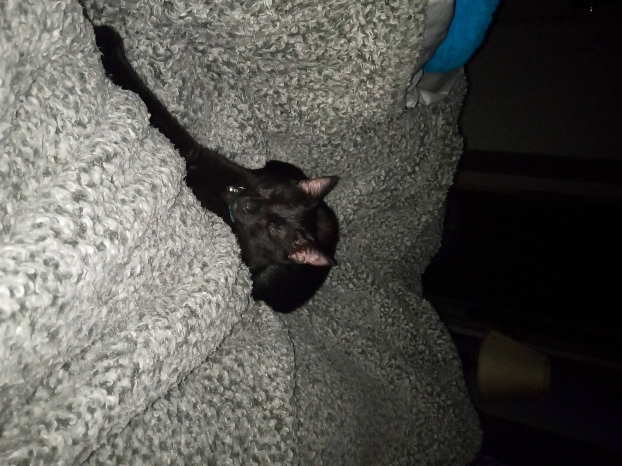 Sora is registered to the contest to win money with this photo: bat, black_cat, canidae, carnivore, companion_dog, darkness, dog, dog_breed, fawn, felidae, fur, grey, paw, small_to_medium_sized_cats, snout, sporting_group, tail, toy_dog, whiskers, working_animal