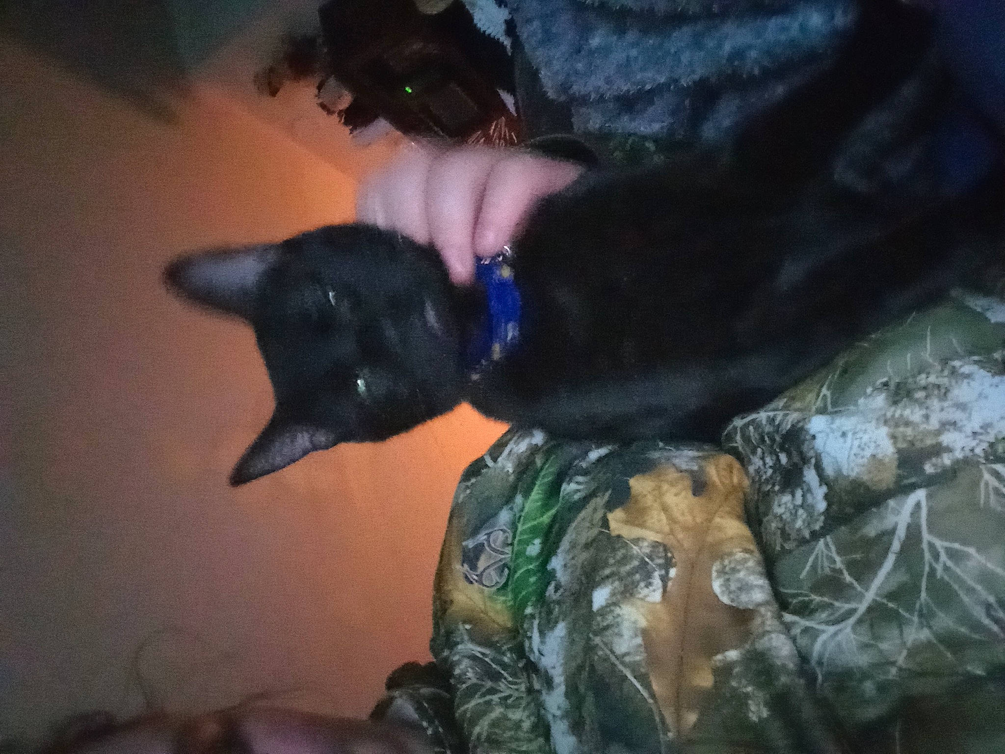 Sora is registered to the contest to win money with this photo: black_cat, canidae, carnivore, cat, comfort, darkness, dog_breed, electric_blue, event, felidae, fur, gesture, natural_material, night, small_to_medium_sized_cats, sporting_group, tail, tree, whiskers