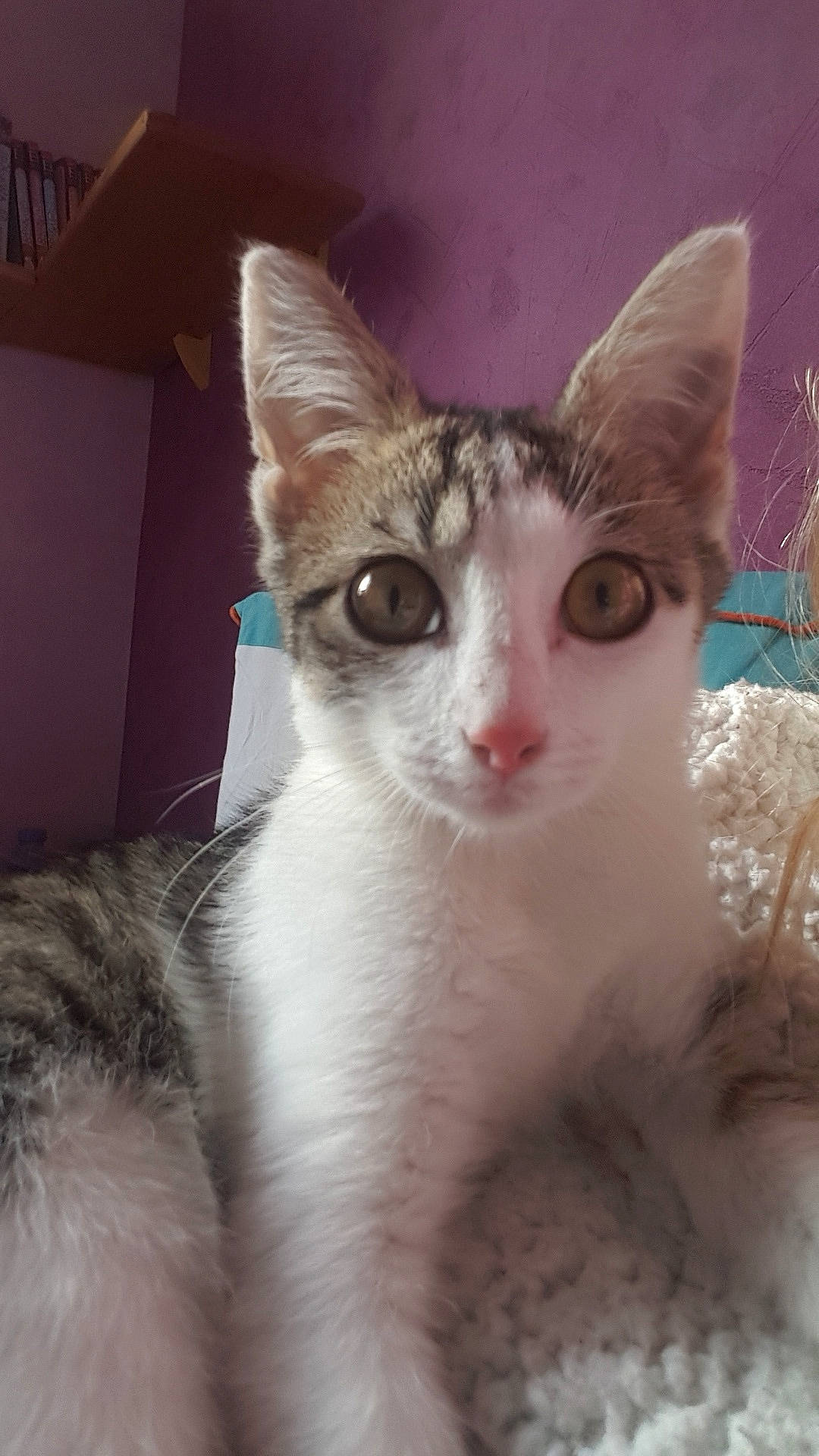 Sana participe au concours pour gagner de l'argent avec cette photo : aegean_cat, asian, burmilla, carnivore, cat, domestic_short_haired_cat, ear, eye, felidae, german_rex, javanese, kitten, mammal, ojos_azules, oriental_longhair, singapura, small_to_medium_sized_cats, snout, vertebrate, whiskers