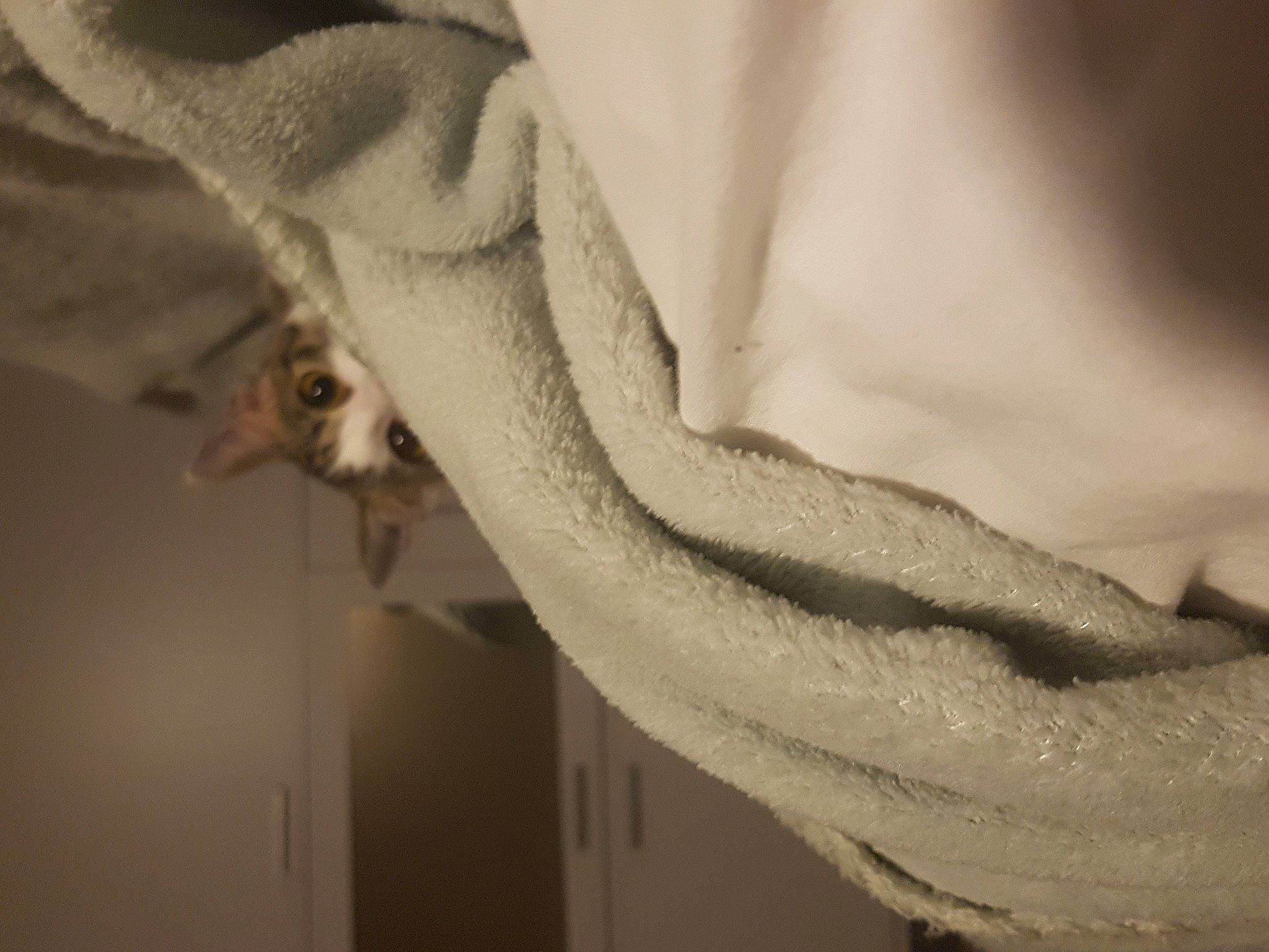 Sana a rejoint le concours — aidez-le/la à gagner de superbes lots ! fur, linens, neck, textile, white