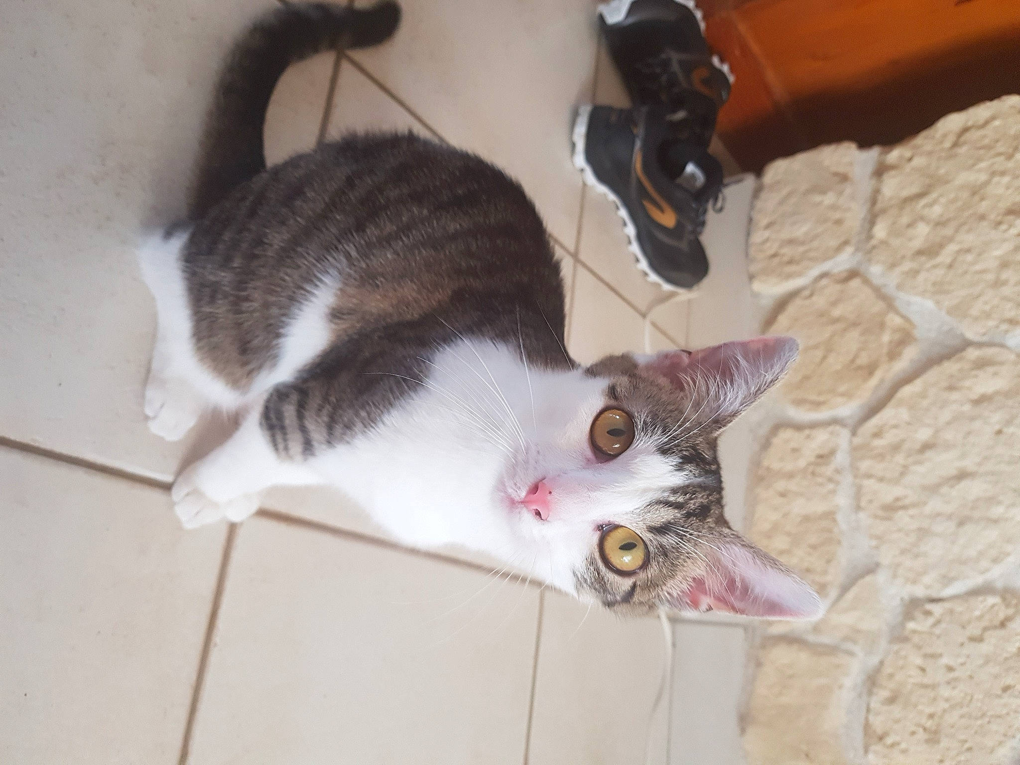 Sana participe au concours pour gagner de l'argent avec cette photo : aegean_cat, american_wirehair, carnivore, cat, domestic_short_haired_cat, ear, european_shorthair, fawn, felidae, kitten, leg, paw, polydactyl_cat, small_to_medium_sized_cats, snout, tabby_cat, tail, whiskers