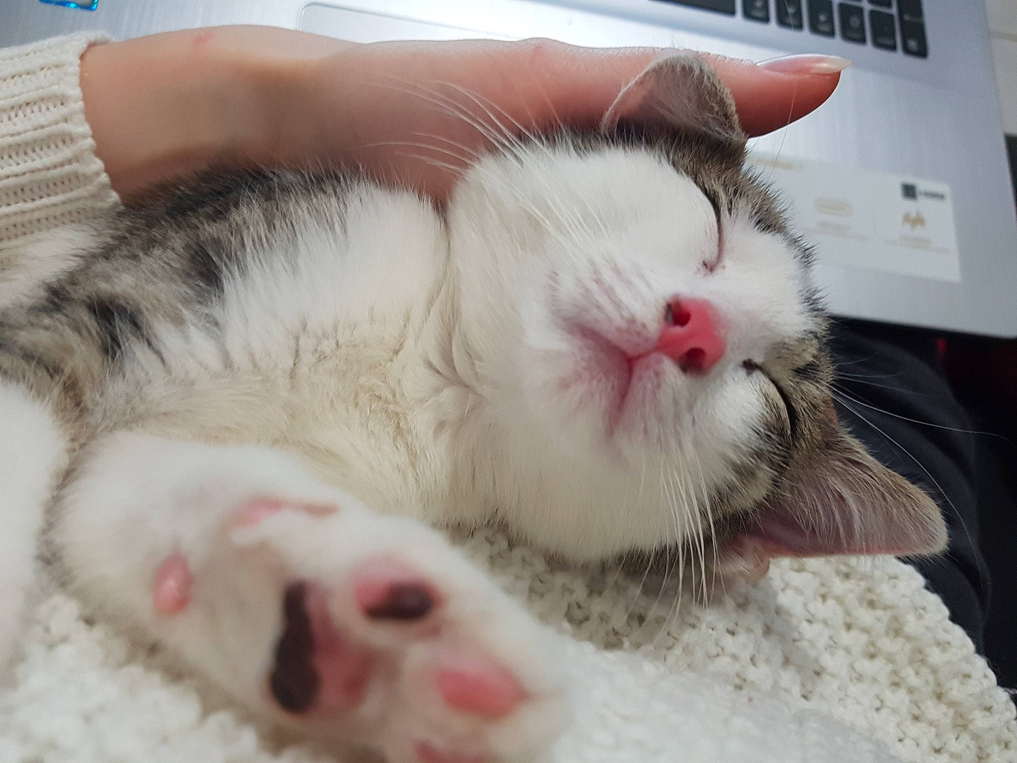 Sana participe au concours pour gagner de l'argent avec cette photo : aegean_cat, asian, carnivore, cat, claw, ear, eye, facial_expression, felidae, fur, kitten, mammal, nap, nose, paw, polydactyl_cat, small_to_medium_sized_cats, snout, turkish_van, whiskers