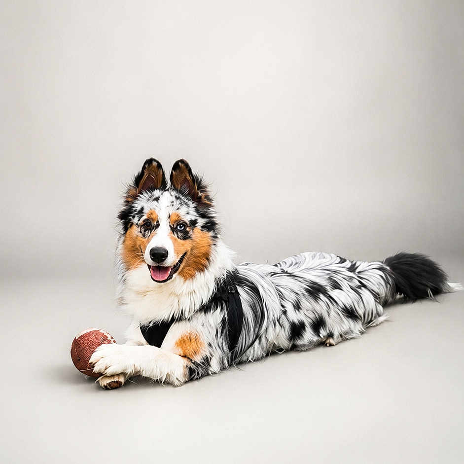 Snow a rejoint le concours — aidez-le/la à gagner de superbes lots ! dog, merle_coat, pet, animal, football, toy, lying_down, studio, white_background, fluffy, happy, playful, ears_up, tongue_out, paw, canine, smiling, domestic_animal, portrait, cute