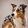 dog, australian_shepherd, pet, animal, fur, standing, alert, portrait, studio, background, eyes, ears, paws, canine, domestic_animal, lock_screen, digital_clock, technology, battery_icon, flashlight_icon