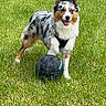 Snow a rejoint le concours — aidez-le/la à gagner de superbes lots ! dog, australian_shepherd, grass, soccer_ball, outdoor, pet, animal, playful, happy, canine, fur, black, white, brown, ears, tongue, field, sport, summer, nature