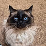 Beanie joined the competition — help win amazing prizes! cat, blue_eyes, fluffy, fur, whiskers, pet, animal, portrait, indoor, close_up, domestic_cat, feline, sitting, cute, looking_up, brown_fur, black_face, long_hair, carpet, ears