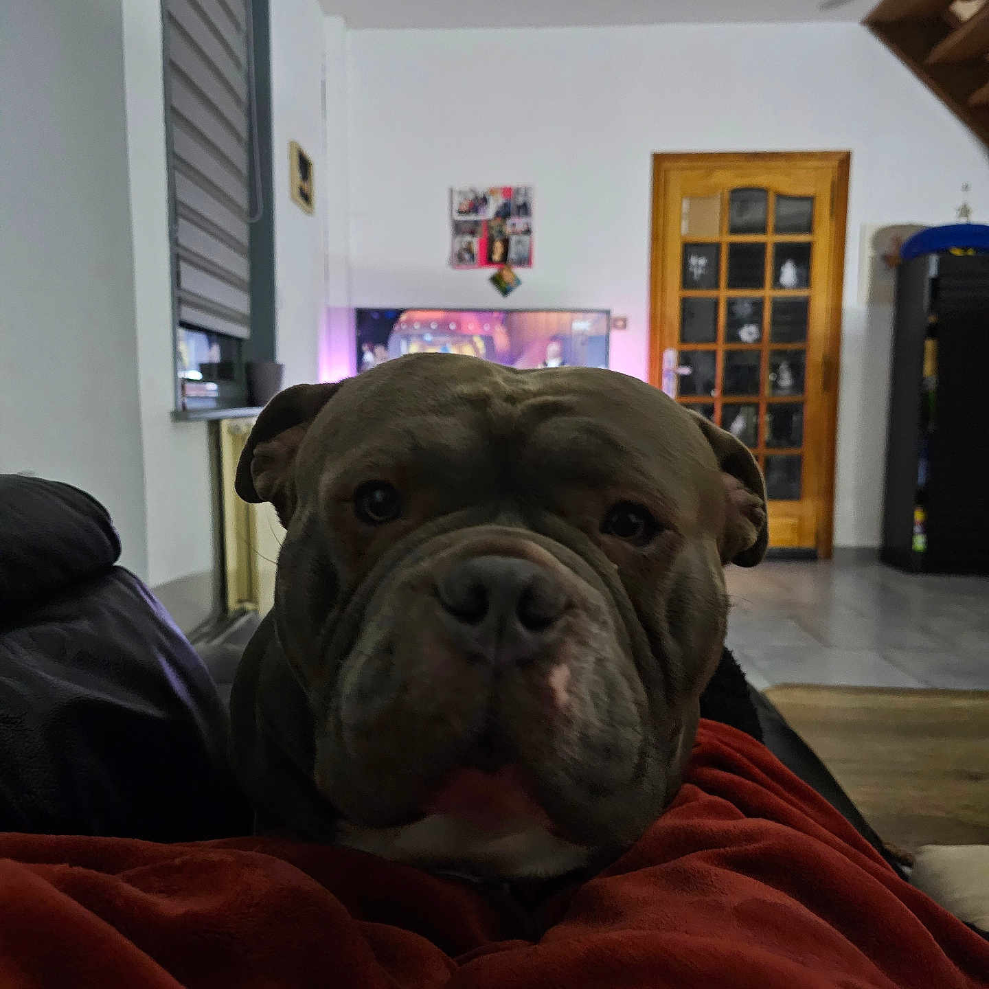 Thor a rejoint le concours — aidez-le/la à gagner de superbes lots ! animal, architecture, building, bulldog, canine, computerhardware, couch, dog, electronics, frenchbulldog, furniture, hardware, indoors, interiordesign, livingroom, monitor, pet, pitbull, room, screen