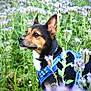 Willo participe au concours pour gagner de l'argent avec cette photo : dog, animal, pet, outdoor, nature, flowers, purple_flowers, greenery, grass, leaves, canine, harness, black_and_brown_dog, close_up, portrait, garden, summer, daylight, flora, field