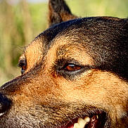 Willo a rejoint le concours — aidez-le/la à gagner de superbes lots ! dog, close_up, panting, tongue, teeth, fur, brown, black, ears, outdoor, nature, animal, pet, canine, happy, portrait, snout, whiskers, daylight, background_blur