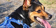 Willo a rejoint le concours — aidez-le/la à gagner de superbes lots ! dog, animal, pet, outdoor, harness, black_and_tan, tongue_out, happy, canine, nature, grass, daylight, walking, closeup, fur, ears, side_view, sunlight, path, muzzle
