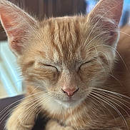 Abricot participe au concours pour gagner de l'argent avec cette photo : cat, kitten, orange_tabby, close_up, whiskers, sleeping, feline, pet, animal, soft_fur, peaceful, indoor, cute, young, relaxed, ears, nose, paw, portrait, warm_lighting