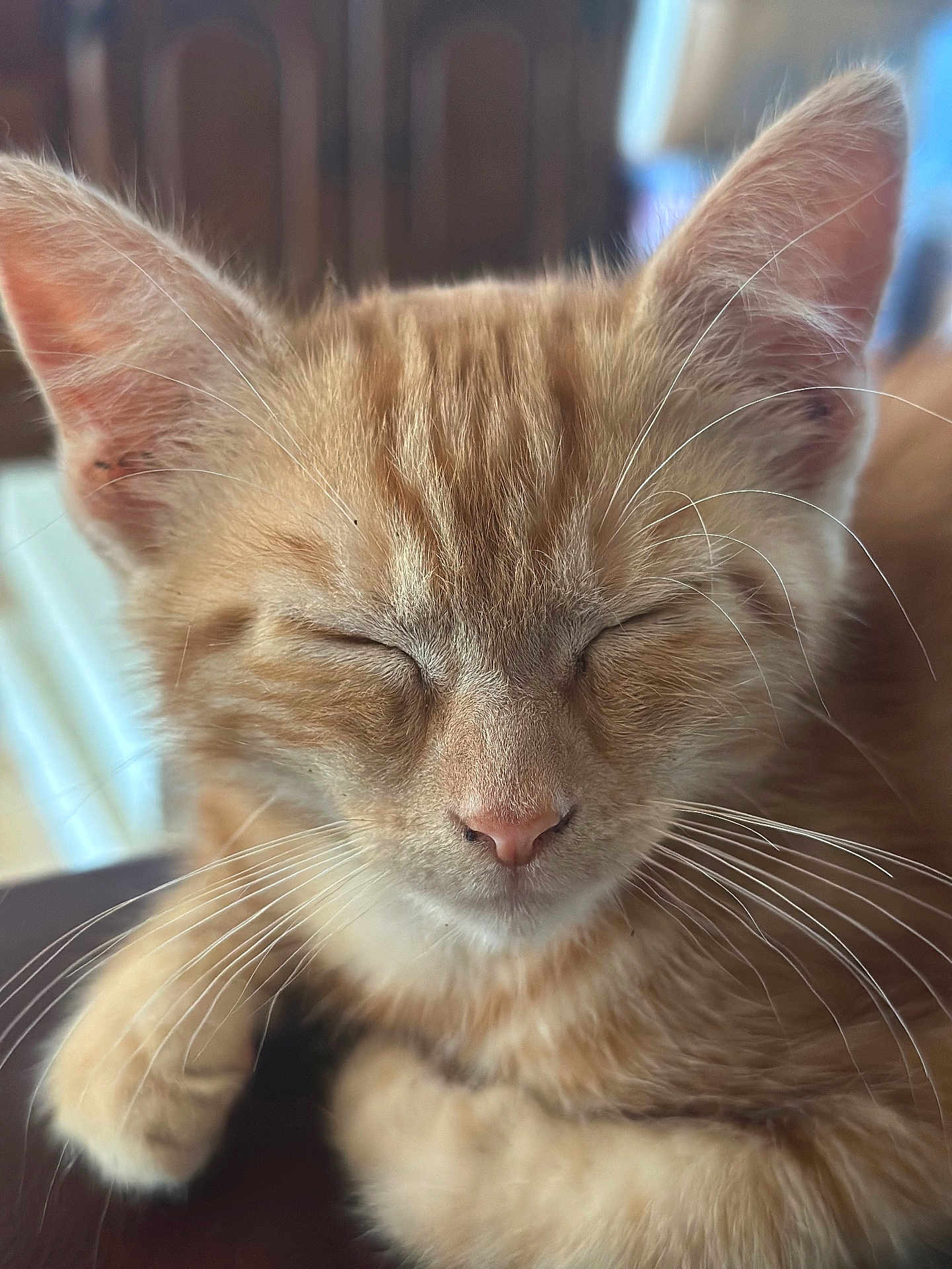 Abricot