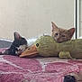 Abricot participe au concours pour gagner de l'argent avec cette photo : cat, kitten, stuffed_animal, duck_toy, blanket, nap, resting, indoor, pet, feline, cute, cozy, soft_toy, animal, sleeping, fur, pink, comfort, companionship, relaxation