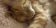 Abricot participe au concours pour gagner de l'argent avec cette photo : cat, kitten, sleeping, ginger, tabby, paw, furry, closeup, cozy, blanket, soft, nap, fur, stretching, cute, pet, animal, indoor, relaxed, comfort