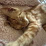 cat, kitten, sleeping, ginger, tabby, paw, furry, closeup, cozy, blanket, soft, nap, fur, stretching, cute, pet, animal, indoor, relaxed, comfort