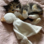 Baya participe au concours pour gagner de l'argent avec cette photo : animal, bed, blanket, bunny, calico, cat, cozy, cuddling, cute, floppy_toy, furry, indoors, kitten, lying_down, pet, portrait, soft_texture, stuffed_animal, whiskers, wide_eyes