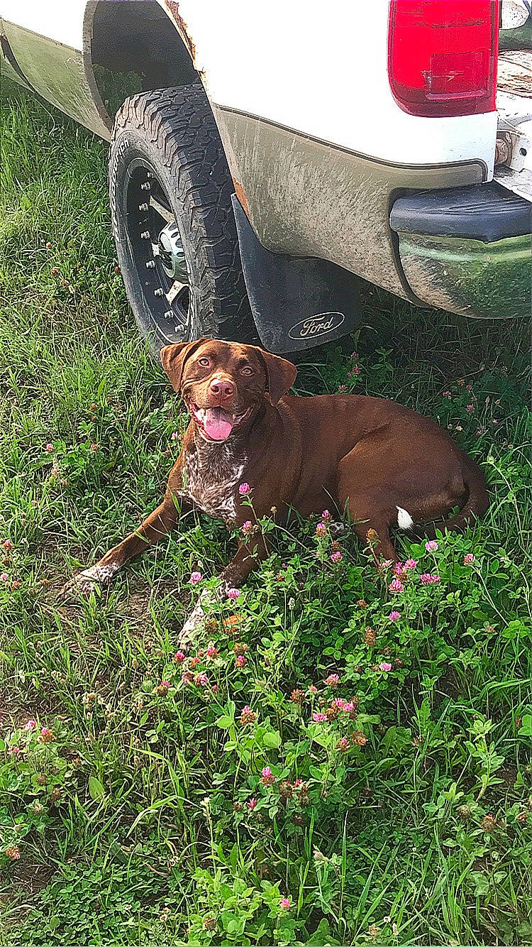 Cash is registered to the contest to win money with this photo: automotive_exterior, automotive_lighting, automotive_parking_light, automotive_tire, car, carnivore, dog, dog_breed, fawn, fender, flower, grass, liver, motor_vehicle, plant, tire, tread, vehicle, vehicle_door, wheel