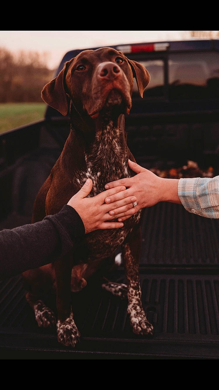 Cash joined the competition — help win amazing prizes! canidae, carnivore, collar, companion_dog, dog, dog_breed, dog_collar, fashion_accessory, fawn, flesh, fur, guard_dog, gun_dog, liver, pet_supply, snout, sporting_group, terrestrial_animal, working_animal, wrinkle