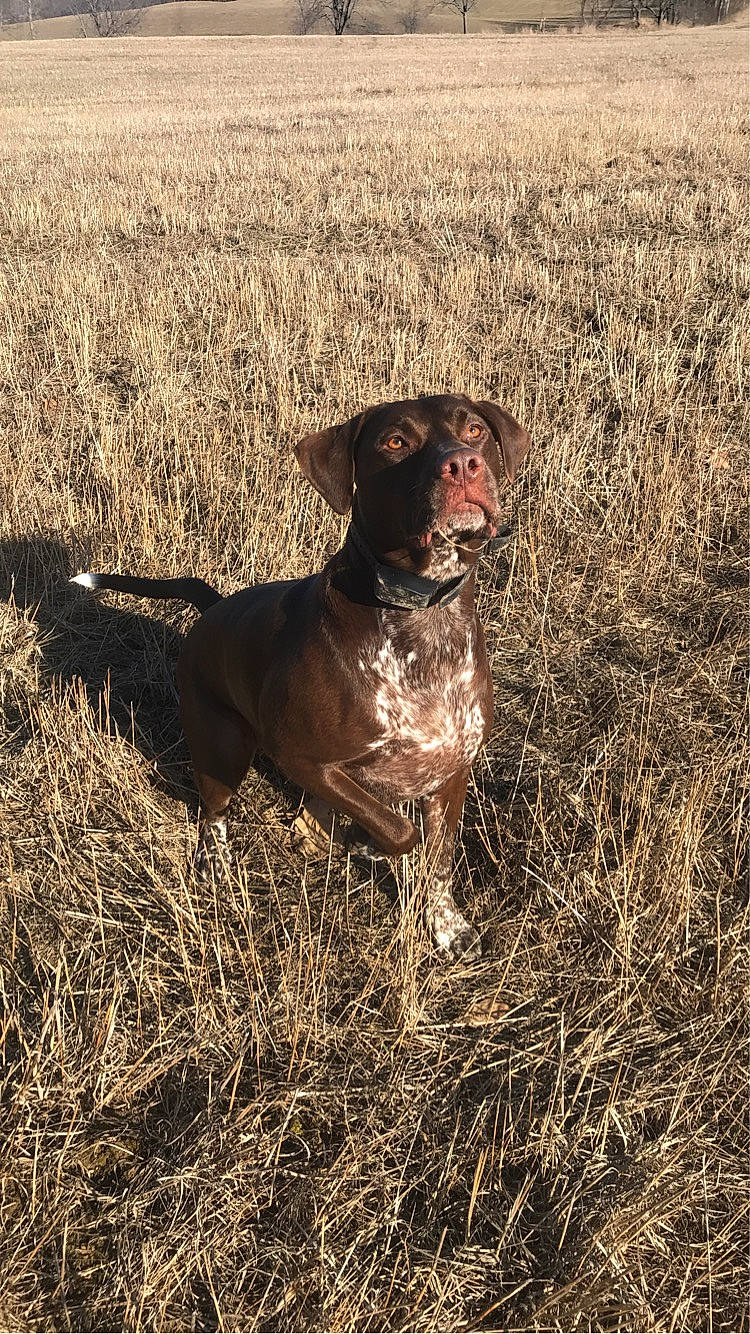 Cash is registered to the contest to win money with this photo: canidae, carnivore, companion_dog, dog, dog_breed, fawn, field, german_shorthaired_pointer, grass, grassland, gun_dog, liver, plant, pointing_breed, prairie, snout, soil, sporting_group, terrestrial_animal, working_animal