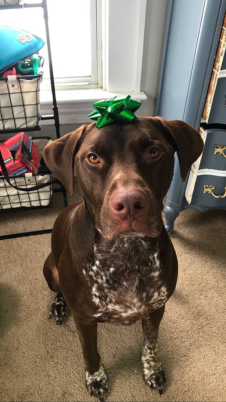 Cash is registered to the contest to win money with this photo: bag, carnivore, collar, companion_dog, dog, dog_breed, dog_collar, fawn, flooring, fur, guard_dog, liver, luggage_and_bags, molosser, non_sporting_group, snout, sporting_group, whiskers, working_animal, working_dog