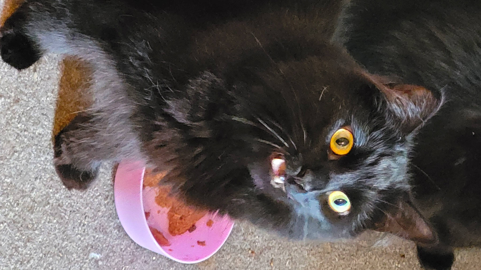 Bonnie joined the competition — help win amazing prizes! black_cat, carnivore, cat, cat_toy, claw, domestic_short_haired_cat, felidae, foot, fur, paw, small_to_medium_sized_cats, snout, tail, terrestrial_animal, whiskers