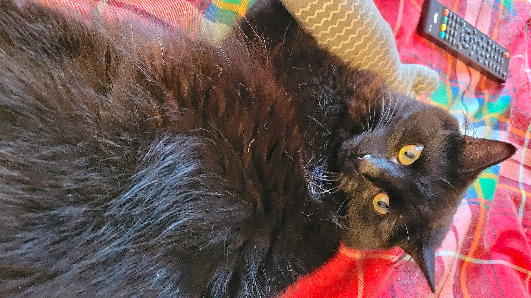 Bonnie is registered to the contest to win money with this photo: black_cat, bombay, carnivore, cat, claw, comfort, domestic_short_haired_cat, fawn, fedora, felidae, fur, hat, liver, paw, small_to_medium_sized_cats, snout, sun_hat, tail, whiskers, working_animal