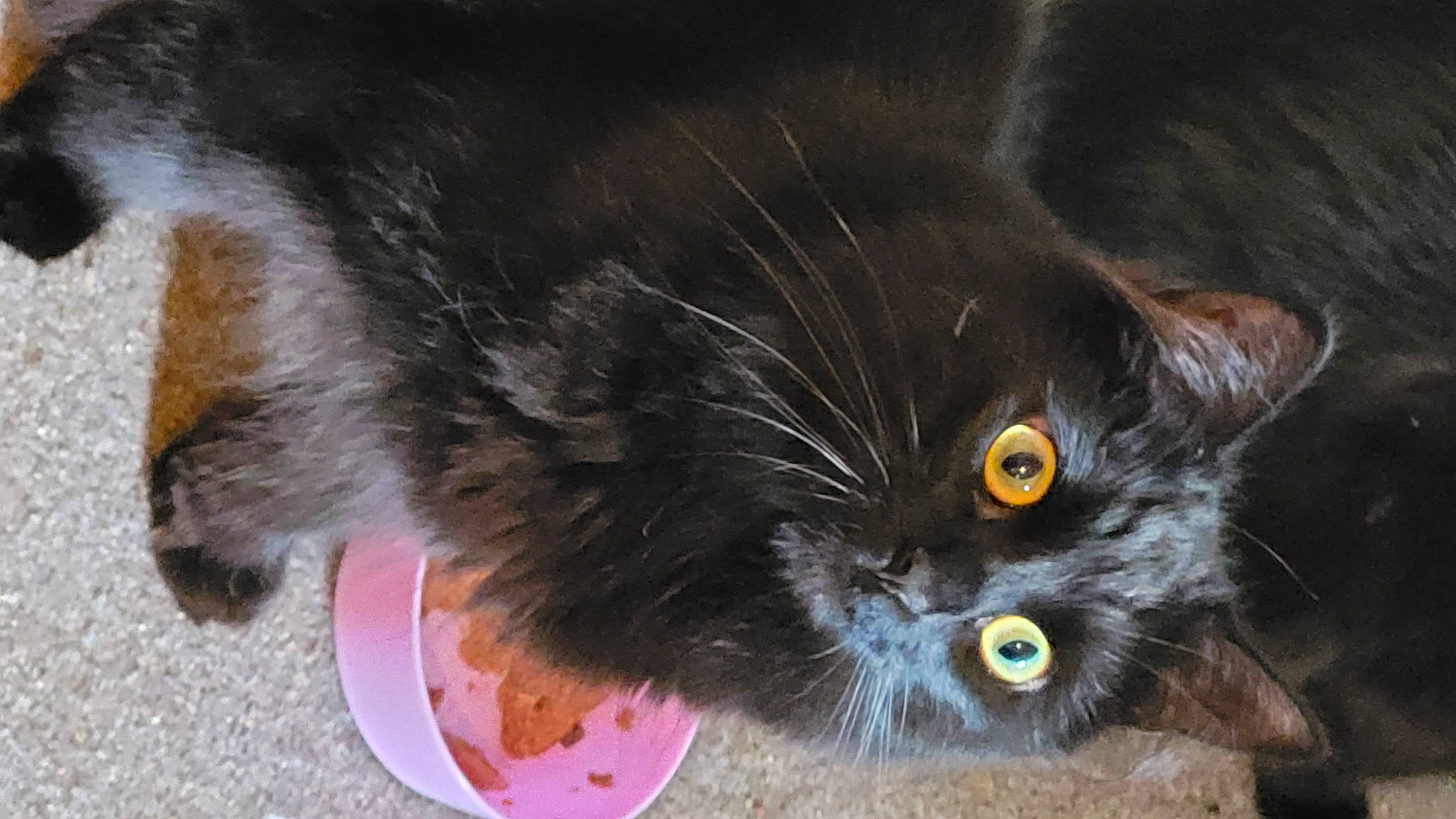 Bonnie joined the competition — help win amazing prizes! black_cat, carnivore, cat, cat_toy, claw, domestic_short_haired_cat, felidae, foot, fur, paw, small_to_medium_sized_cats, snout, tail, vegetable, whiskers
