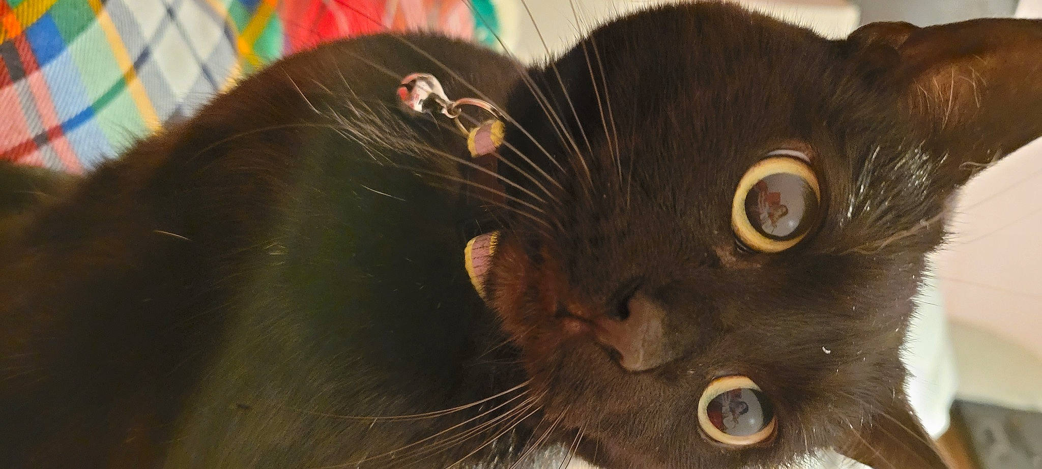 Willow joined the competition — help win amazing prizes! black_cat, bombay, carnivore, cat, claw, close_up, comfort, domestic_short_haired_cat, ear, felidae, fur, havana_brown, iris, organism, small_to_medium_sized_cats, snout, tail, terrestrial_animal, whiskers