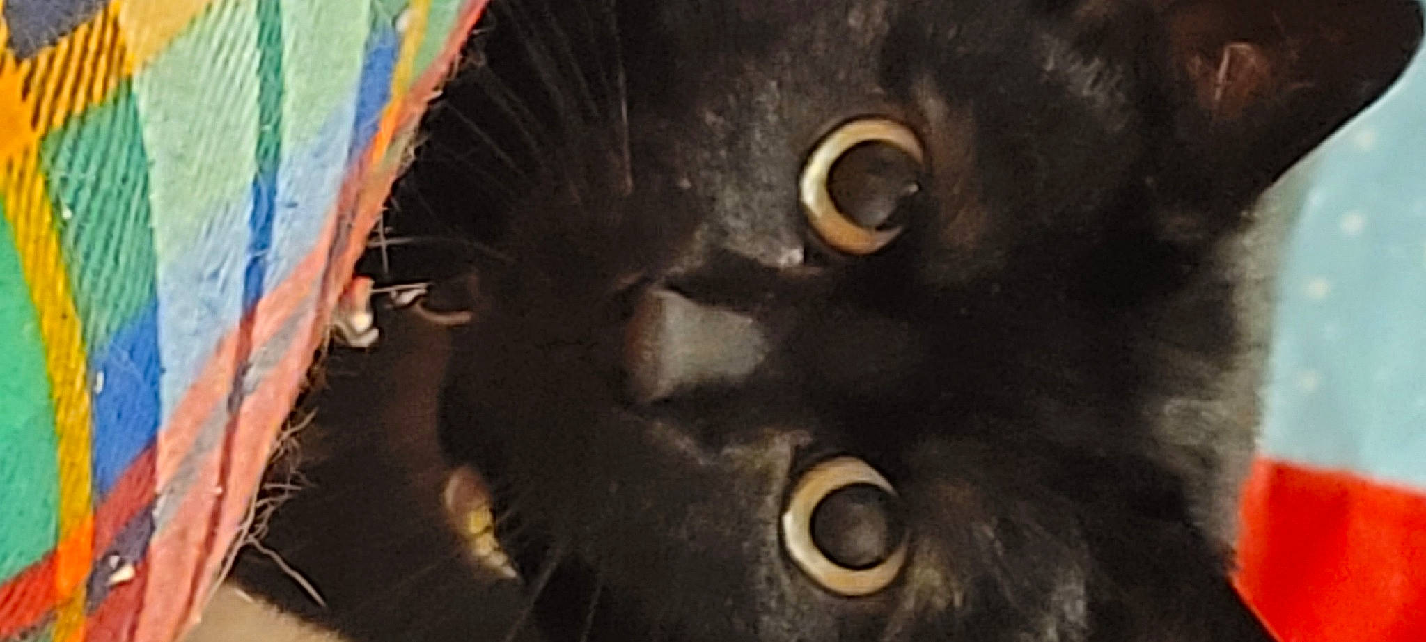 Willow is registered to the contest to win money with this photo: art, auto_part, automotive_tire, automotive_wheel_system, cat, circle, felidae, metal, rim, sculpture, small_to_medium_sized_cats, snout, spoke, steel, terrestrial_animal, whiskers