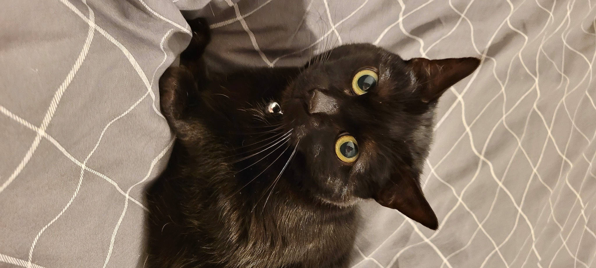 Willow is registered to the contest to win money with this photo: black_cat, bombay, carnivore, cat, claw, domestic_short_haired_cat, ear, eye, felidae, fur, havana_brown, sleeve, small_to_medium_sized_cats, snout, terrestrial_animal, vertebrate, whiskers, window