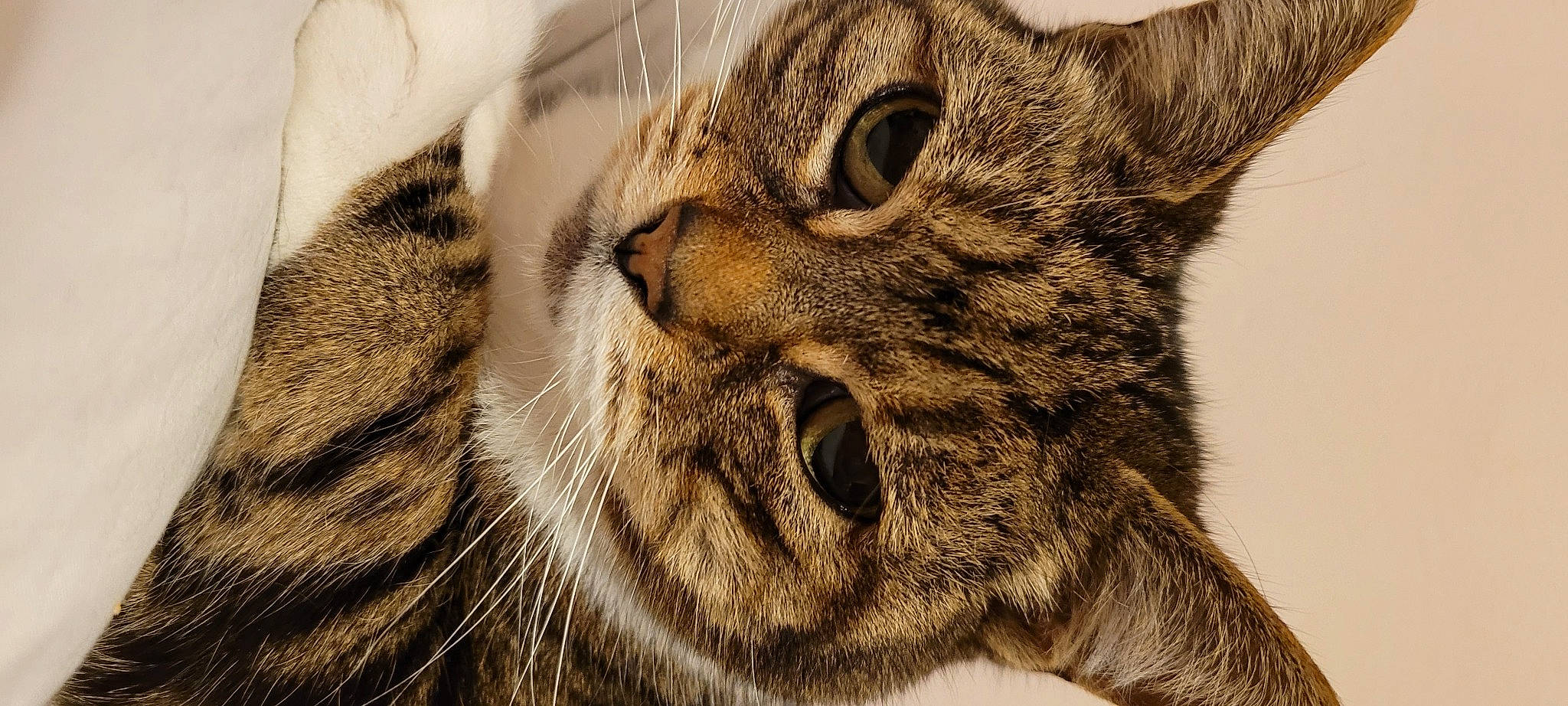 Casper is registered to the contest to win money with this photo: bobcat, carnivore, cat, claw, close_up, domestic_short_haired_cat, eye, fang, felidae, fur, lynx, paw, small_to_medium_sized_cats, snout, terrestrial_animal, whiskers, wildlife