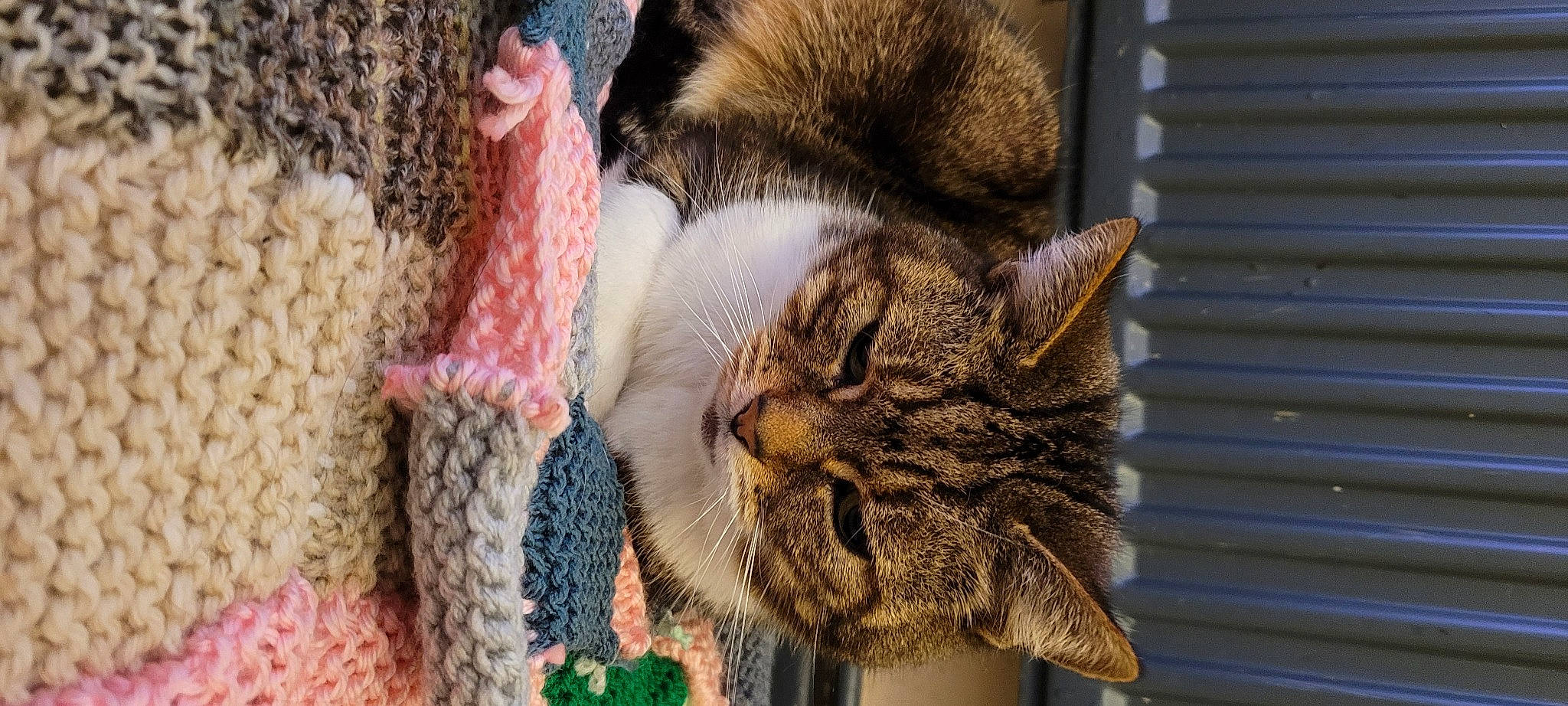 Casper joined the competition — help win amazing prizes! carnivore, cat, close_up, domestic_short_haired_cat, fawn, felidae, fur, grass, mammal, plant, small_to_medium_sized_cats, snout, tail, terrestrial_animal, tree, vertebrate, whiskers, wildlife, wood, wool