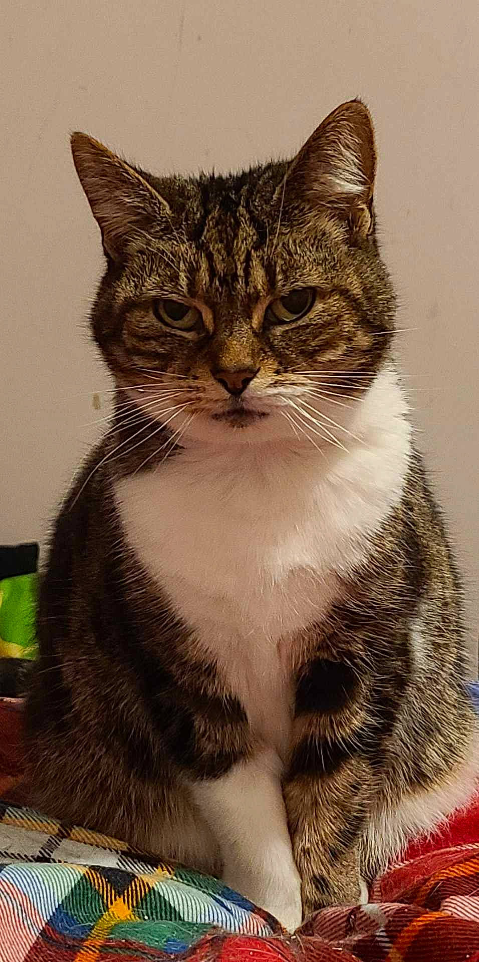 Casper is registered to the contest to win money with this photo: art, carnivore, cat, claw, domestic_short_haired_cat, felidae, fur, paw, small_to_medium_sized_cats, snout, tail, terrestrial_animal, tree, whiskers, wildlife, window