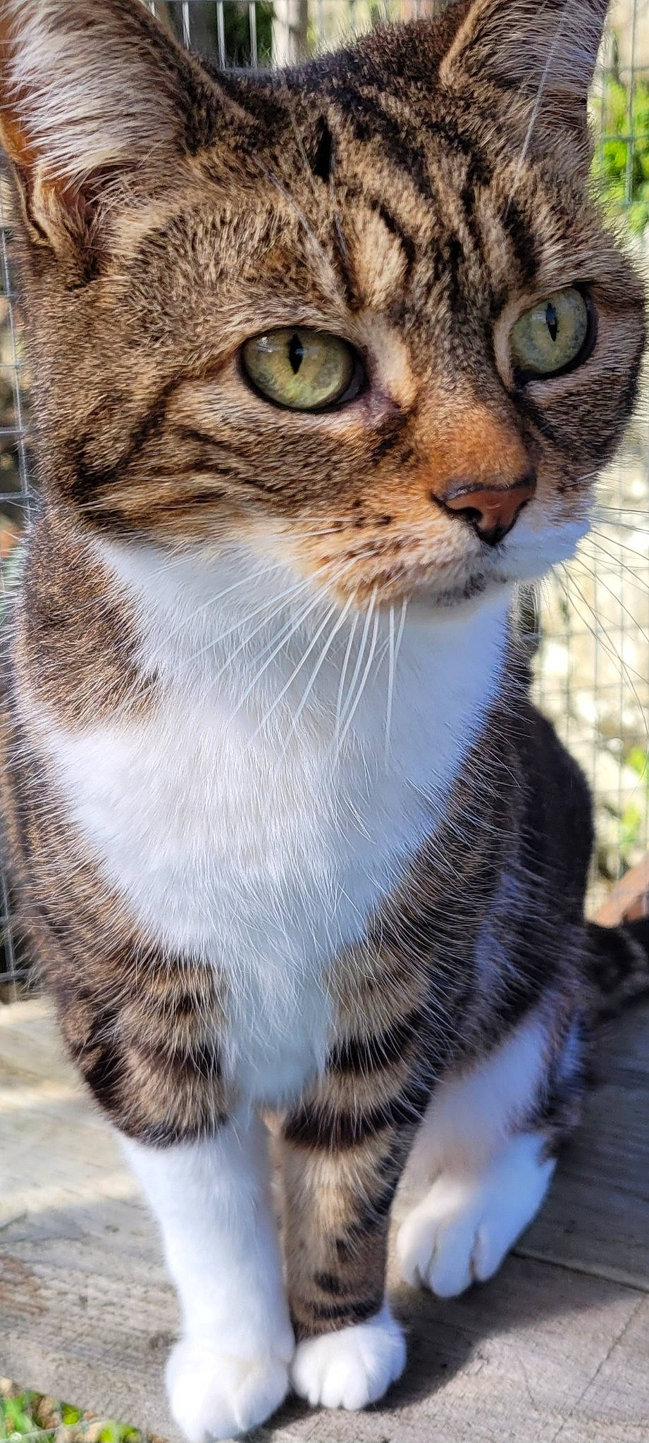 Casper is registered to the contest to win money with this photo: carnivore, cat, collar, domestic_short_haired_cat, felidae, fur, grass, photography, small_to_medium_sized_cats, snout, terrestrial_animal, tree, whiskers, wildlife, window