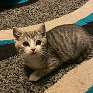 Colt joined the competition — help win amazing prizes! animal, carpet, cat, curious, cute, domestic_cat, feline, fur, gray_cat, indoor, kitten, looking_up, lying_down, paws, pet, small, striped, tabby, whiskers, young_cat