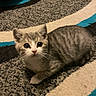 animal, carpet, cat, curious, cute, domestic_cat, feline, fur, gray_cat, indoor, kitten, looking_up, lying_down, paws, pet, small, striped, tabby, whiskers, young_cat