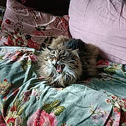 Chibi-San a rejoint le concours — aidez-le/la à gagner de superbes lots ! cat, fluffy, yawning, mouth_open, teeth, whiskers, floral_blanket, pillows, couch, indoor, cozy, pet, fur, home, resting, animal, closeup, feline, soft, comfortable
