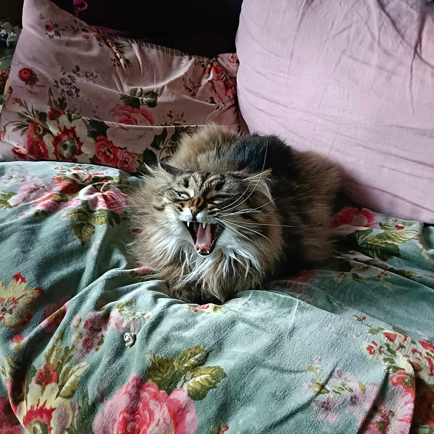 Chibi-San a rejoint le concours — aidez-le/la à gagner de superbes lots ! animal, cat, closeup, comfortable, couch, cozy, feline, floral_blanket, fluffy, fur, home, indoor, mouth_open, pet, pillows, resting, soft, teeth, whiskers, yawning