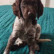 Astral Christophe participe au concours pour gagner de l'argent avec cette photo : adorable, animal, bed, blanket, canine, companion, cute, dog, domestic, ears, eyes, friendly, fur, indoor, pet, portrait, puppy, sitting, teal, young